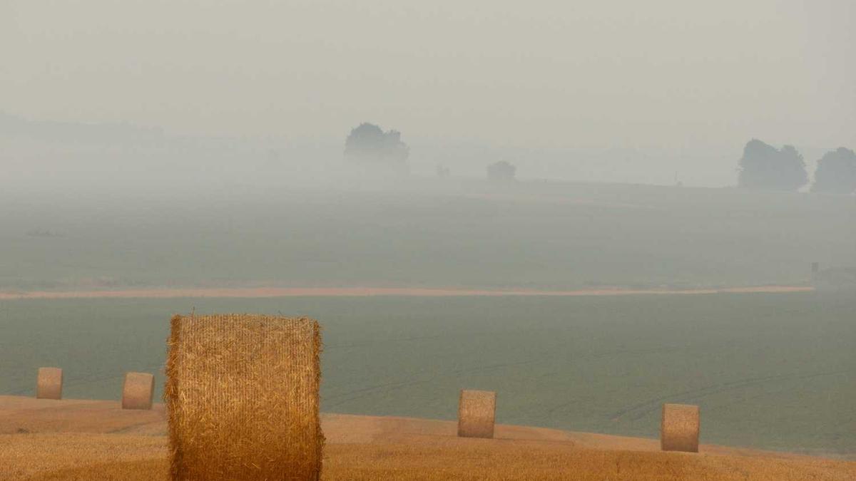 百香果案件再审,案件后续该如何进展?