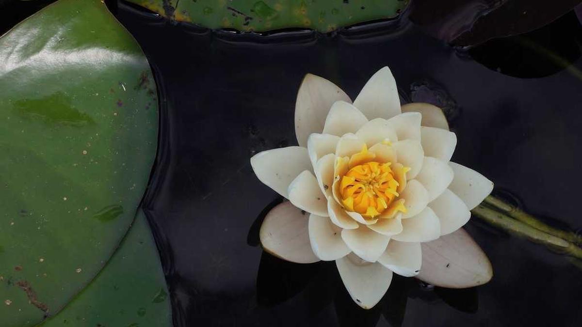 张家口车友会在行动——为了缓解血荒,为社会公益贡献一份力量!_百度知 ...